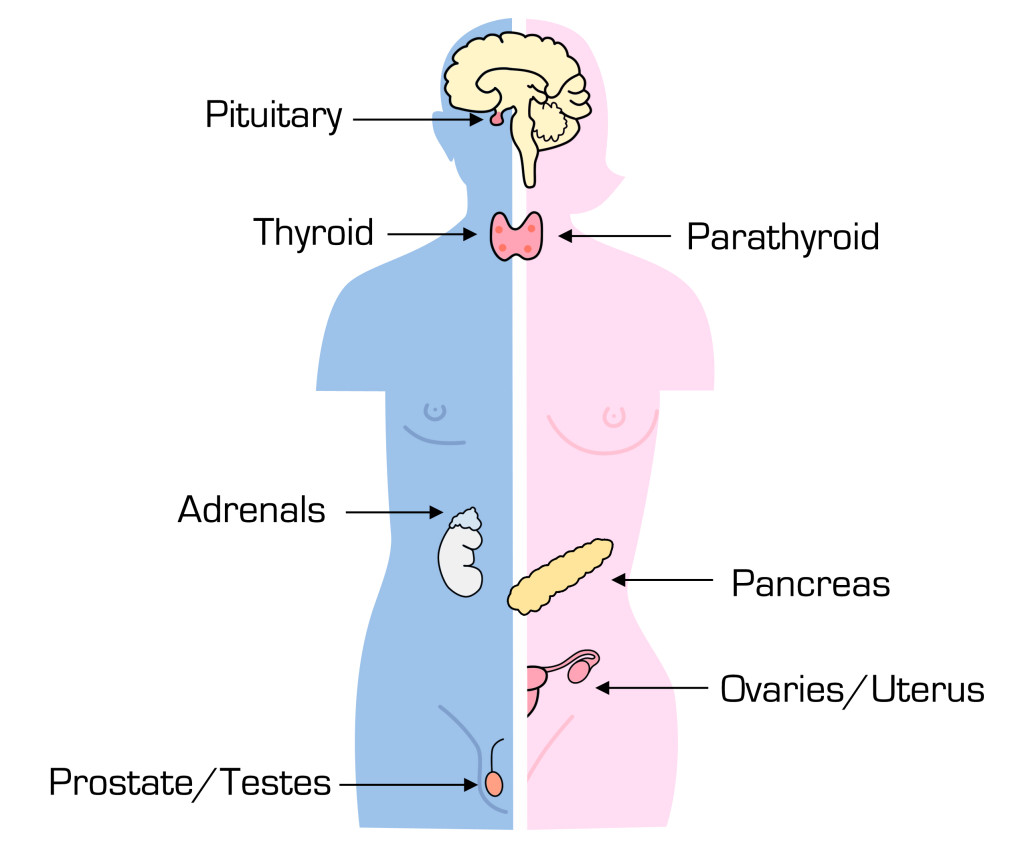 endocrine system