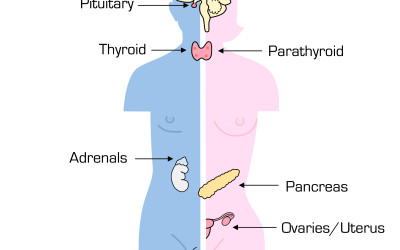 Your Endocrine System: The Key to a Happy Body