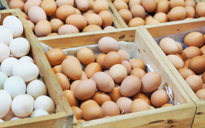 Food Facts: The Free-Range Egg