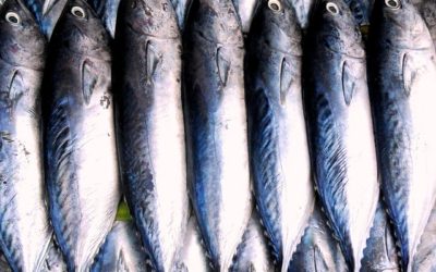 GMO Salmon May Be Coming To Your Local Supermarket!