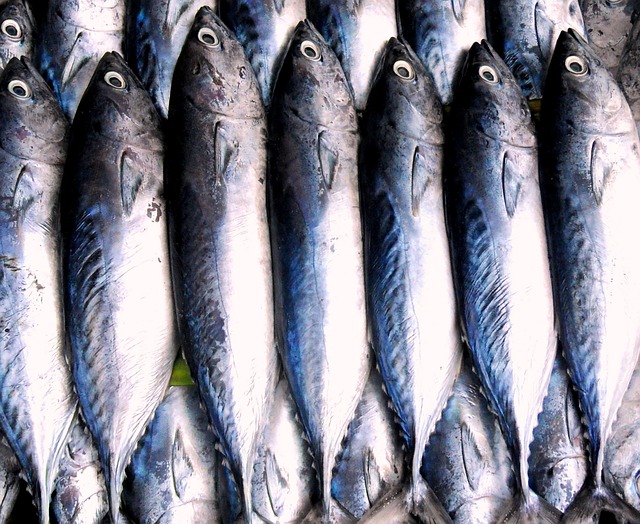 GMO Salmon May Be Coming To Your Local Supermarket!