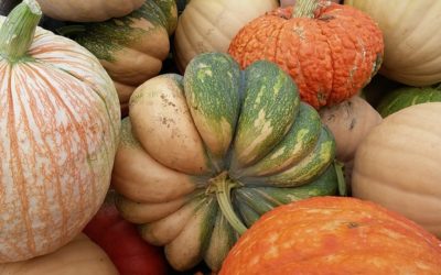 Pumpkins: A Harvest of Nutrients