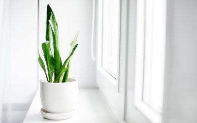 Air Purifying House Plants