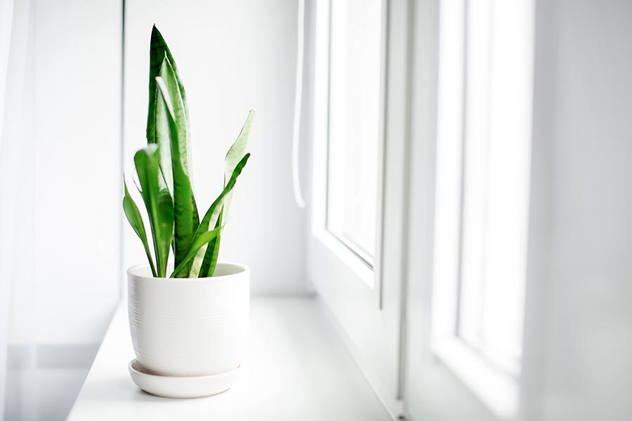 Air Purifying House Plants