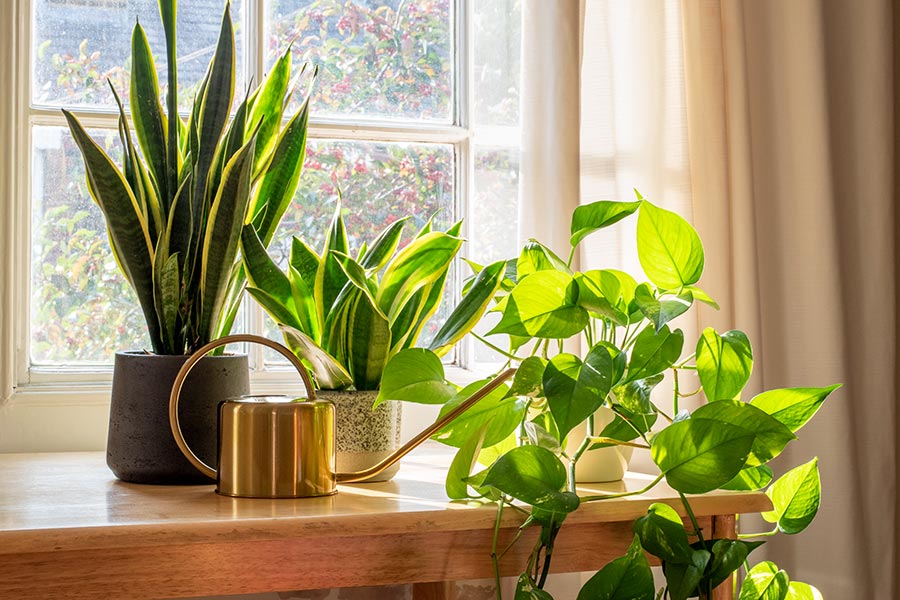 Air Purifying House Plants Well of Life Center for Holistic Healthcare