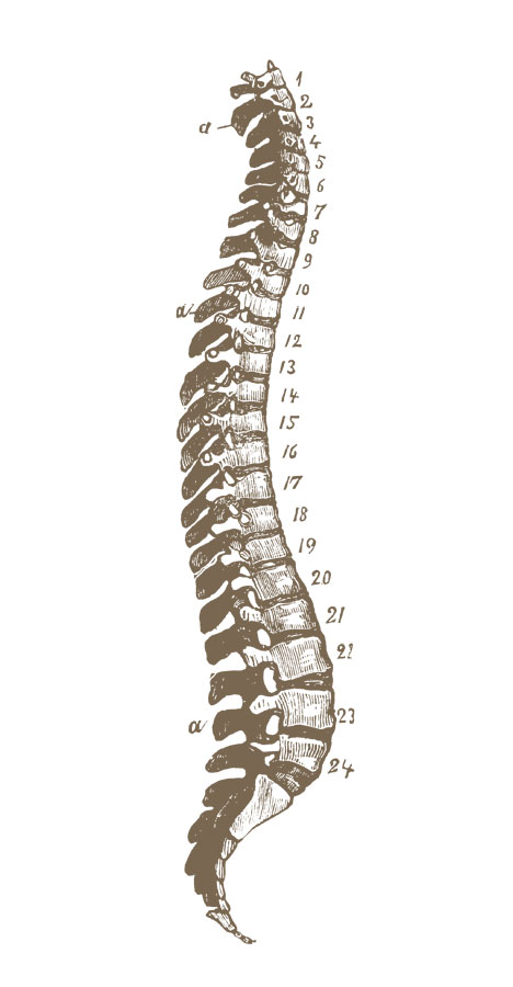 Chiropractic alignment