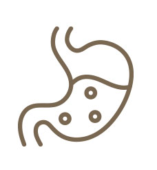 Digestion & Nutrient Absorption