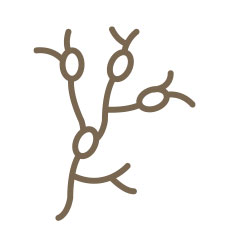 Lymphatic Flow & Fluid Movement